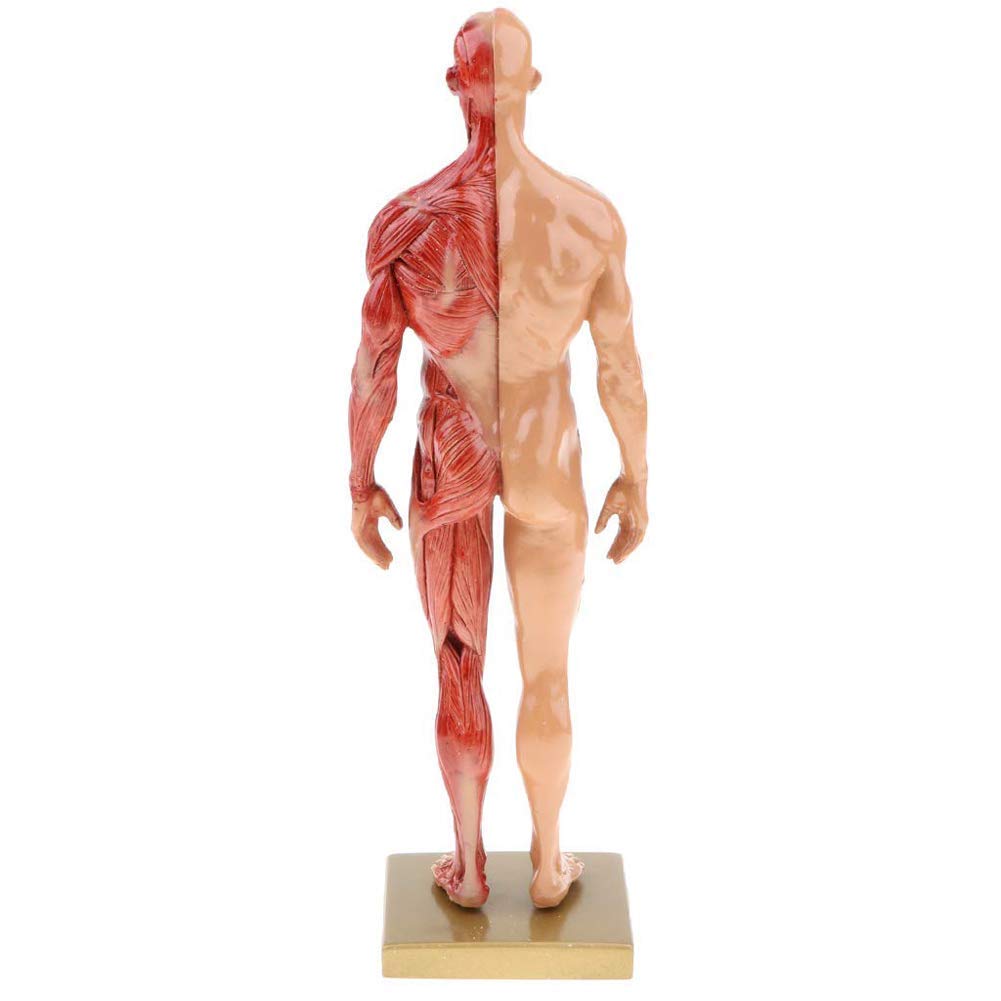 Modello educativo Modello anatomico del Corpo Umano Figura Anatomica Femminile e Maschile Modello anatomico di Muscoli e Scheletro Umani per lezioni di Studio Scolastico 11 Pollici