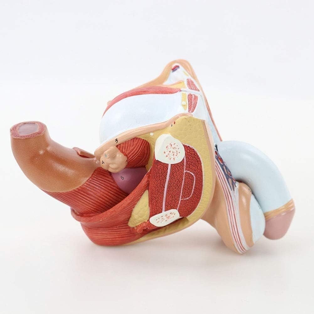 Model anatomii naturalnej wielkości z 4 zdejmowanymi częściami i 72 wyświetlaczami, bardzo precyzyjny męski układ rozrodczy do lekcji