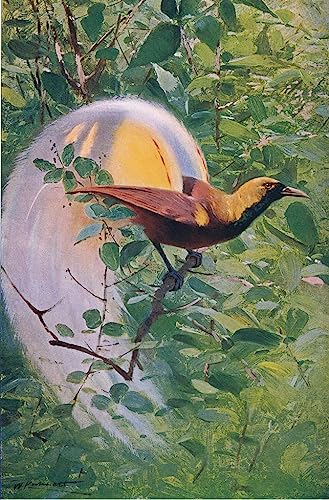 RZHRHJES Decorativos Cuadro en Lienzo Lienzo Poster Cuadro Pintura Ilustración de la gran ave del paraíso de la vida silvestre del mundo de Wilhelm Kuhnert para Decoraciones del Hogar 60x90cm