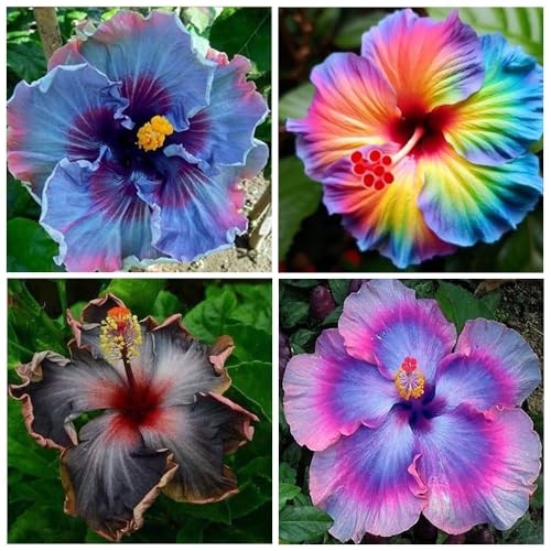 115+Perennial Hibiscus Flower Seed for Planting Outdoor Tropical Garden Non-GMO Heirloom