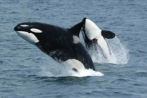 Curious orcas and Lego art