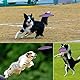 JINYUNMIN 2 Stück Hundefrisbee,Hund Scheibe,18cm hundespielzeug Frisbee,perfekt für Hundetraining, Werfen, Fangen und Spielen(Lila+Blau)