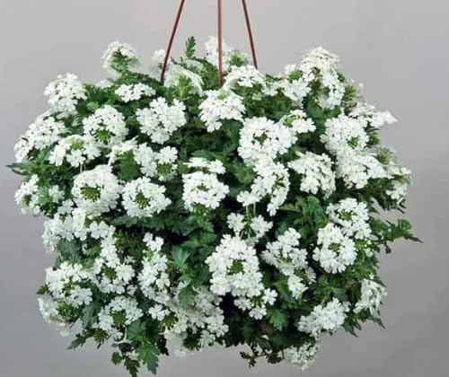 90-Mixed Moss Verbena Seeds- Creeping | Perennial | Cover #TOP4