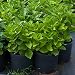 Semillas de flores de hortensias azules 20 piezas Perennes orgánicas frescas plantas...