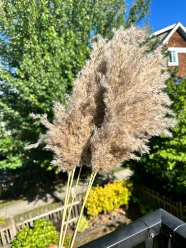 Pampas Grass Grande 60CM, 20 Tallos Secos miniatura 2