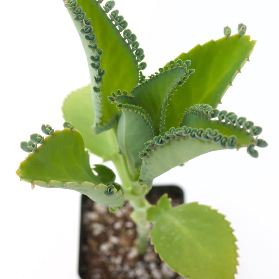 Kalanchoe Daigremontiana Planta Saludable Dale a tu Hogar un Toque de Frescura y Salud