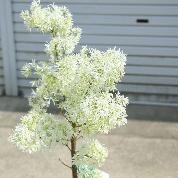Amazon.co.jp: 庭木・植木：一才ヒトツバタコ（なんじゃもんじゃの木