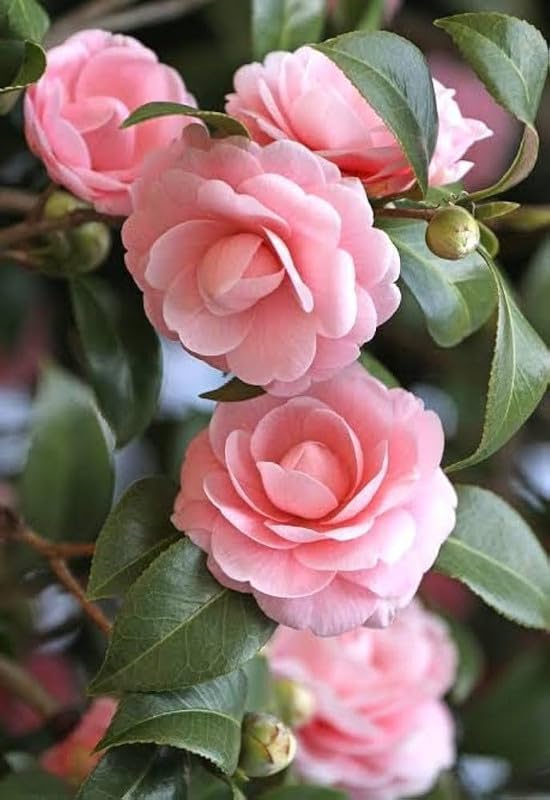 Natural Live healthy Camellia flower plant Pack of 1