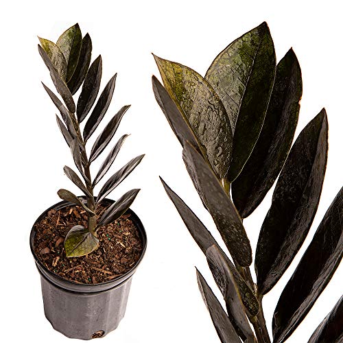 American Plant Exchange Ultra Rare Raven Black Zz Live Plant 6 Pot Indoor Air Purifier Buy Online In India At Desertcart American Plant Exchange Ultra Rare Raven Black Zz Live Plant 6 Pot Indoor Air Purifier Buy Online In India At Desertcart