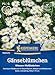 Kiepenkerl Gänseblümchensamen Wiesen-Maßliebchen 1061470 - Blumensamen für Wiesen und Wildblumenbeete mit einer Wuchshöhe von 5 bis 10 cm - Saatgut