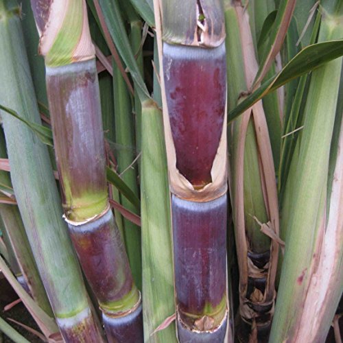 Fresh Live Sweet Deep South Blue Sugar Cane 1-2 Feet Tall