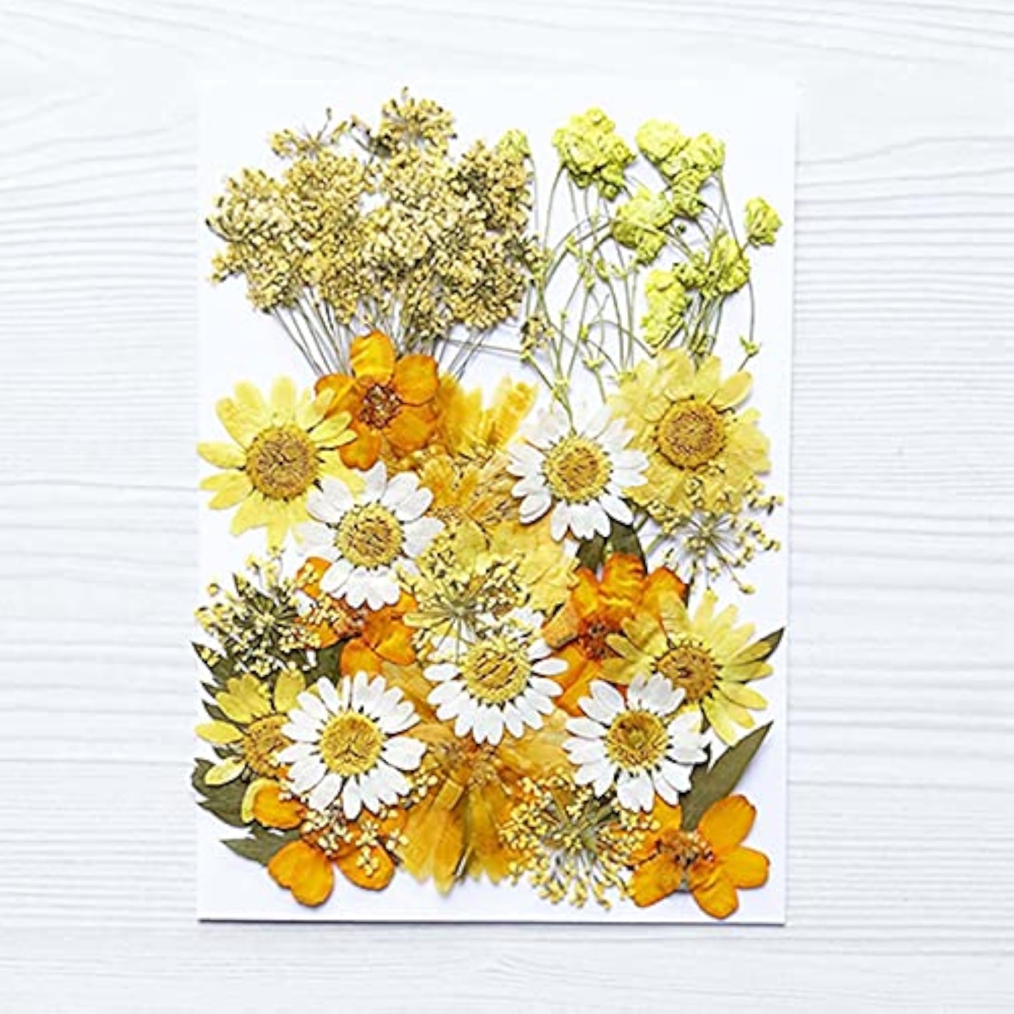 Real Dried Flower Kit Assorted Preserved DIY Dried Pressed Flower
