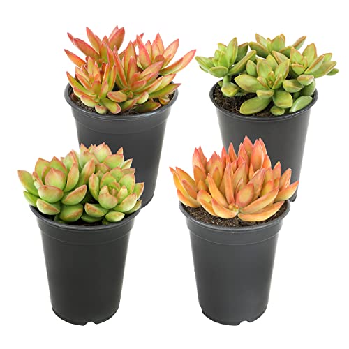 1QT Sedum Succulent Plants Live Plants Indoor Plants Live Houseplants or Outdoor Plants 4PK, Sedum Plants Live Succulents Plants Live House Plants Indoors, Succulent Pots for Plants by Plants for Pets 1QT Sedum Succulent Plants Live Plants Indoor Plants Live Houseplants or Outdoor Plants 4PK, Sedum Plants Live Succulents Plants Live House Plants Indoors, Succulent Pots for Plants by Plants for Pets
