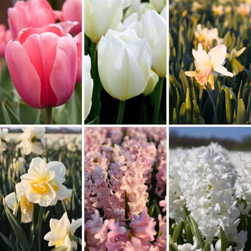 Mélange de bulbes à fleurs Blossom Mix - 100 bulbes à fleurs - tulipes | jonquilles | jacinthes - blanc | rose | mélange - parfumé | floraison printanière | résistant à l'hiver - direct du producteur