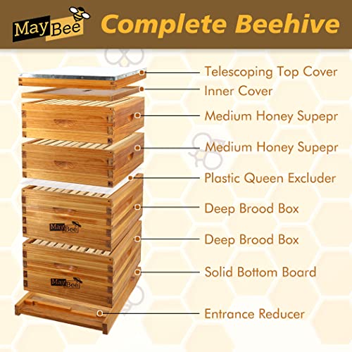 Maybee 10-Frame Langstroth Beehive Dipped In 100% Beeswax thumb #1