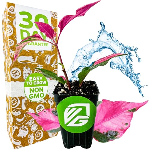 Alternanthera Party Time Joseph's Coat of Many Colors Live Plant - Alternanthera by Wellspring Gardens Starter Plant - Foliage for Gardens & Landscapes, Easy Care Outdoor Plant, Green and Pink Shrub