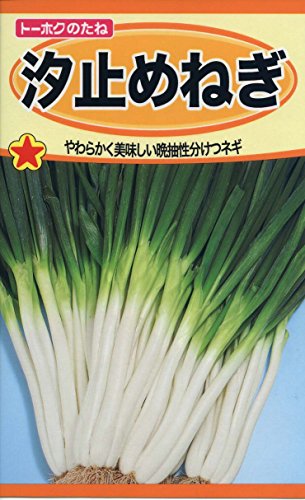 株式会社トーホク 汐止めねぎ 02441のサムネイル
