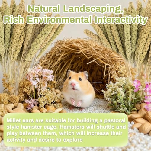 Image of Sukh 30 Pcs Natural Millet Spray - 12.6in Hamster Cage Accessories Decor