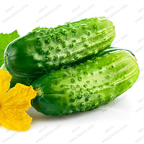 Ein Profi-Pack (50 Stücke / Los) Früchte Gurkensamen Balkon Grüne Gemüsesamen Rote Gurke-Samen vergossen - Image 3
