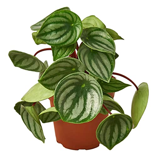 Peperomia Watermelon Live Plant for Indoor | Different Houseplants in 4'' & 6'' Pot | Real House Plant for Living Room, Office, Desk & Bathroom | Begonia | Peperomia argyreia