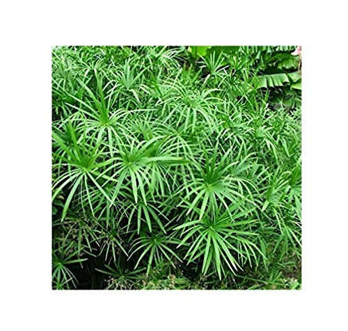 Indian Farms Live Umbrella Palm Plant With Pot- Decorative Indoor/Outdoor Plant (B07X7ZYLGM) Amazon Price History, Amazon Price Tracker