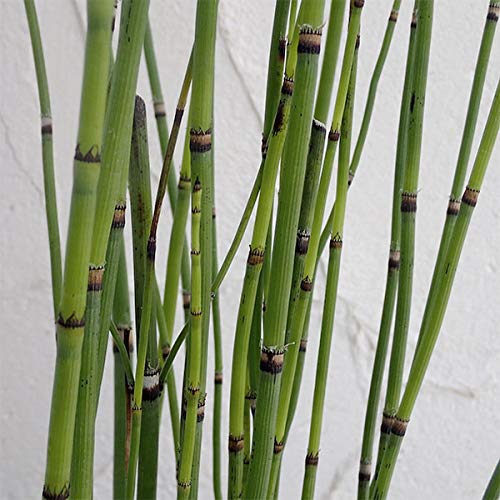 Amazon.co.jp: トクサ(木賊):3~3.5号ポット2株セット[和風庭園の Amazon.co.jp: トクサ(木賊):3~3.5号ポット2株セット[和風庭園の