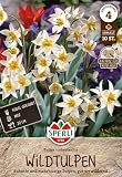 Sperli Wildtulpe turkestanica 455649 Blumenzwiebeln Tulpen Wildtulpen Tulipa turkestanica botanische...
