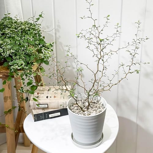 PLANCHU ϗtA w̖ \tH gxCr[ 5 󂯎Mt ĕt Sophora prostrata eLittle Babyf vXg[^