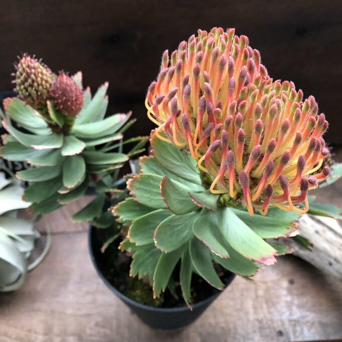 Amazon | リューコスペルマム・カーニバルレッド オージープランツ