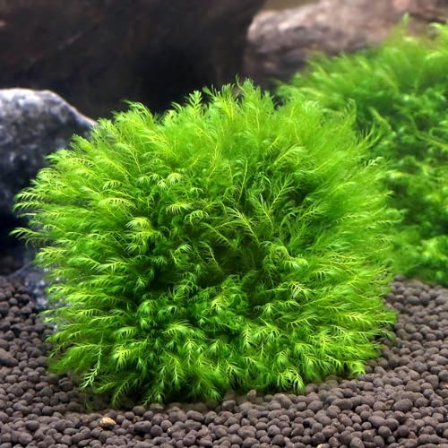 （水草）★育成済★ ウォーターフェザー ハーフクッション（水中葉）（無農薬）（１個）