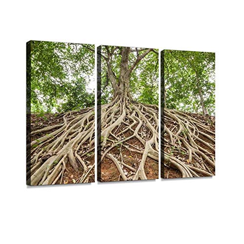 HABEN ARTWORK Root of Banyan Tree Large Tree Print On Canvas Wall Artwork Modern Photography Home Decor Unique Pattern Stretched and Framed 3 Piece