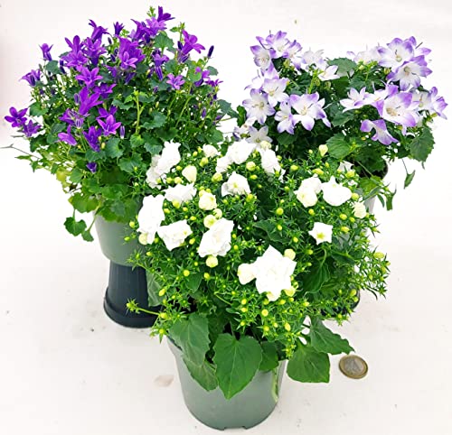 POWERS TO FLOWERS - CAMPANULA TRIS, GET-ME, BICOLORE, FIORE DOPPIO BIANCO, 3 PIANTE VASO 12CM DIAMETRO, piante vere