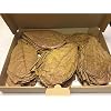 garnelenshop24de ~150 stuks (300 gram) 15-20 cm – zeemandelboombladeren Catappa Leaves topkwaliteit – verzending