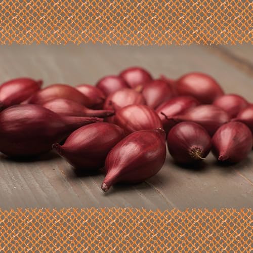 FLORTUS – Wintersteckzwiebel Rolein 500 g Netz zertifiziertes Pflanzgut – Zwiebelgröße 14 - 21 mm, für den Anbau von milden, aromatischen, roten Zwiebeln – Für Garten & Hochbeet