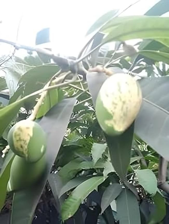 Image of Variegated Mango Live Plant - (Height 2-3 Feet) Ultimate Collection of Chalta Khas Thai Variety - Experience the Unique Beauty and Flavor of These Exquisite Trees for Your Home Garden