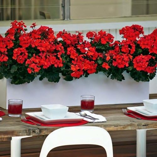 Image of Orange Geranium Live Plant with Pot | Cranea€s-Bill Flowering Plant | Outdoor & Balcony Decorative Flower Plant for Home Garden & Terrace