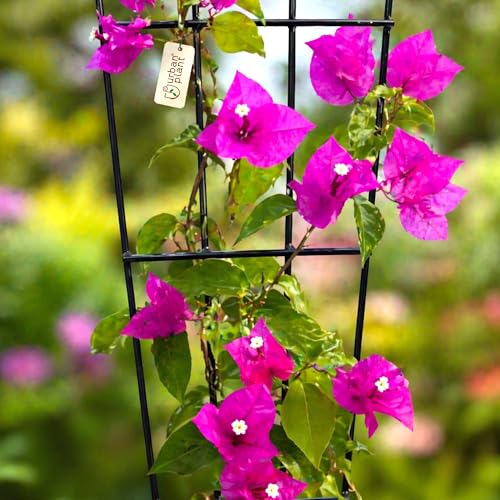 Image of Urban Plant Greenweave Plant Trellis - Durable Support for Climbing Plants, Vines, and Creepers, Ideal for Indoor and Outdoor Gardening Use Black (Pack of 3)