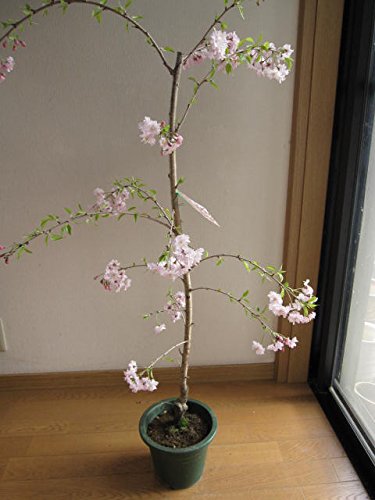 Amazon.co.jp: 仙台しだれ桜 八重紅しだれ桜苗 仙台しだれ桜苗は 耐寒