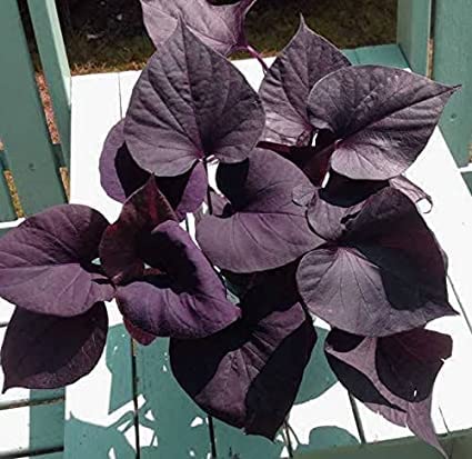 See full amazon price history chart for Natura GreenHouse Purple/Black Sweet Potato Vine Plant Live | Ornamental Hanging Plant | Ipomoea Batatas (Black) Natura GreenHouse Purple/Black Sweet Potato Vine Plant Live | Ornamental Hanging Plant | Ipomoea Batatas (Black) (B0C5R23M5P) Amazon Price History, Amazon Price Tracker
