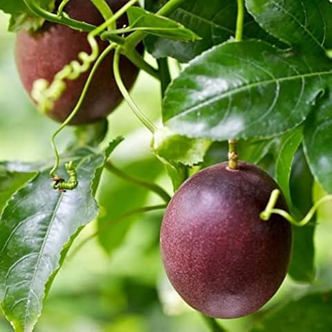 Passion Fruit Seeds-50 Seeds Cover
