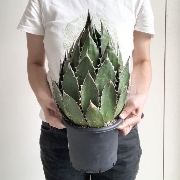 Amazon.co.jp: IR1576超大株！ 選抜強棘株！アガベ ホリダ 超大株強棘