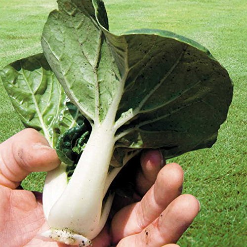Park Seed Variety of Bok Choy (Pak Choi) Vegetable Seeds, Plant Seeds, Easy to Grow, Perfect for Spring Garden, Toy Choy Hybrid, Pack of 100