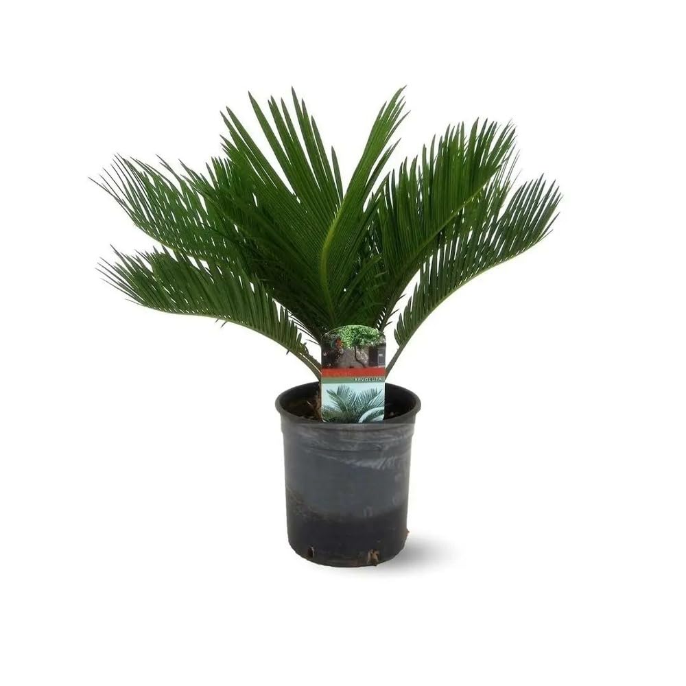 Cycas revoluta palmier Attitude Jardin pour végétaliser une terrasse