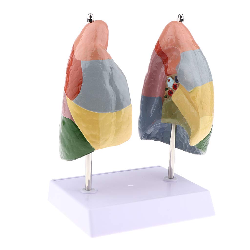 1:1 Menschlichen Atmungssystems Lunge Anatomisches Modell für Anatomie Lehrmittel Laborbedarf