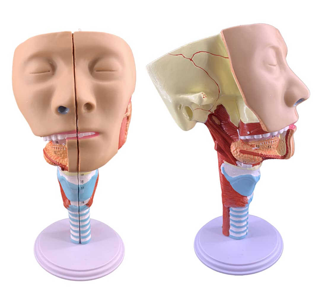 Insegnamento Medico Modello di Gola Laringe Trachea Muscolo faringeo Modello di Anatomia Bocca, Naso e Modello nasale Lingua Muscolo Anatomia Modello di Testa Naturalmente Grande