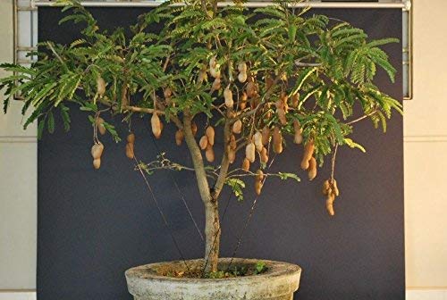 See full amazon price history chart for Creative Farmer Live Plant Bonsai Tamarind Tamarind Fruit (Tamarindus Indica) Garden (1 Healthy Live Fruit Plant) Creative Farmer Live Plant Bonsai Tamarind Tamarind Fruit (Tamarindus Indica) Garden (1 Healthy Live Fruit Plant) (B086QCY7SM) Amazon Price History, Amazon Price Tracker