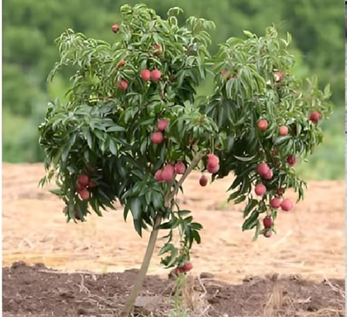 Image of Lychee Litchi Dwarf Thailand Grafted /Air Layer Plant Hybrid - Sweet Tropical Rare Live Plant For Home Garden - All Seasons (height 1-5 Feet) Thai Grafted Litchi