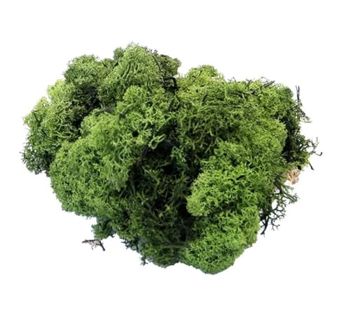 FloristryWarehouse muschio verde essiccato 450g