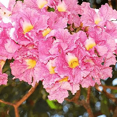 Kalpataru Tabebuia Rosea Avenue Tress/ Rosy Trumpet Pack of 1 Live Plant (B0BD271RDZ) Amazon Price History, Amazon Price Tracker