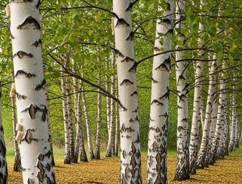 Paper Birch Tree (Betula papyrifera) Live Trees | Iconic White Bark Landscape Tree | Cold Hardy Ornamental Shade Tree (2 Trees)